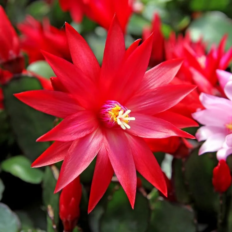 Easter Cactus Live Plant 4-7 Inches - Red Blooms, Indoor - Image 2