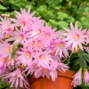 Easter Cactus Live Plant 4-7 Inches - Red Blooms, Indoor - Image 1