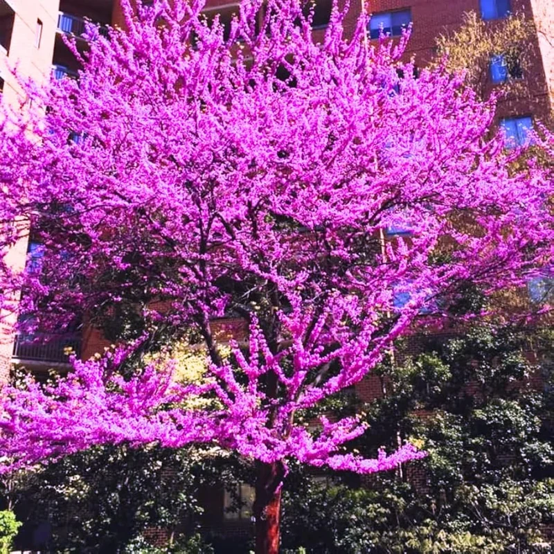 Eastern Redbud Live Trees - 10 Pack Dormant, 1-2 ft Tall, Pink Purple Flowers, Zones 4-9 - Image 2