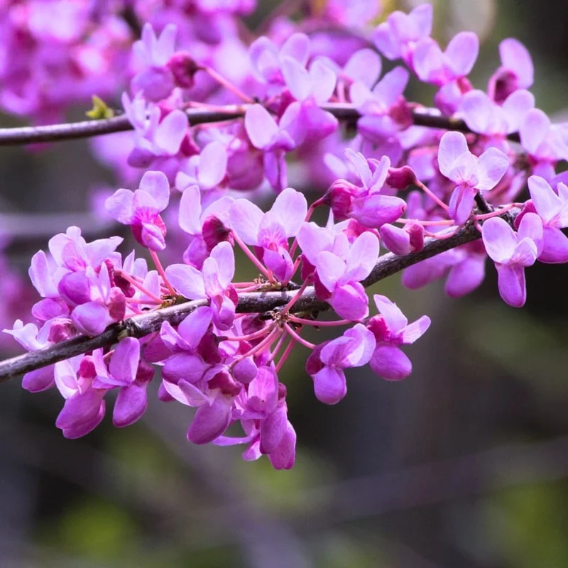 Eastern Redbud Live Trees - 10 Pack Dormant, 1-2 ft Tall, Pink Purple Flowers, Zones 4-9 - Image 3