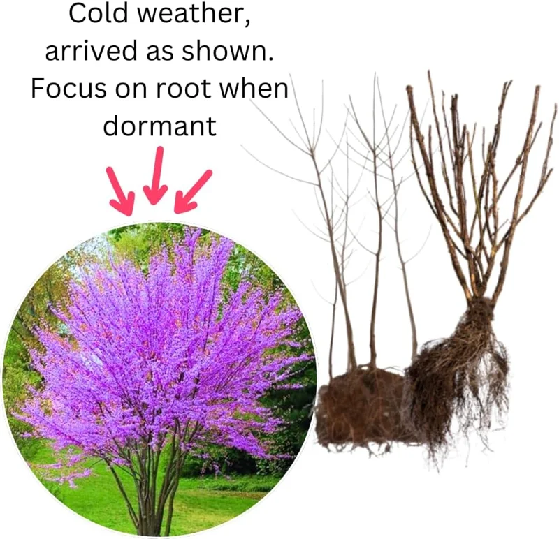 Eastern Redbud Live Trees - 10 Pack Dormant, 1-2 ft Tall, Pink Purple Flowers, Zones 4-9 - Image 4
