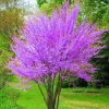 Eastern Redbud Live Trees - 10 Pack Dormant, 1-2 ft Tall, Pink Purple Flowers, Zones 4-9 - Image 1