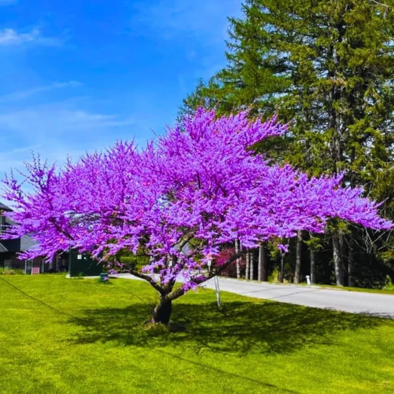 Eastern Redbud Live Trees - 10 Pack Dormant, 1-2 ft Tall, Pink Purple Flowers, Zones 4-9 - Image 5