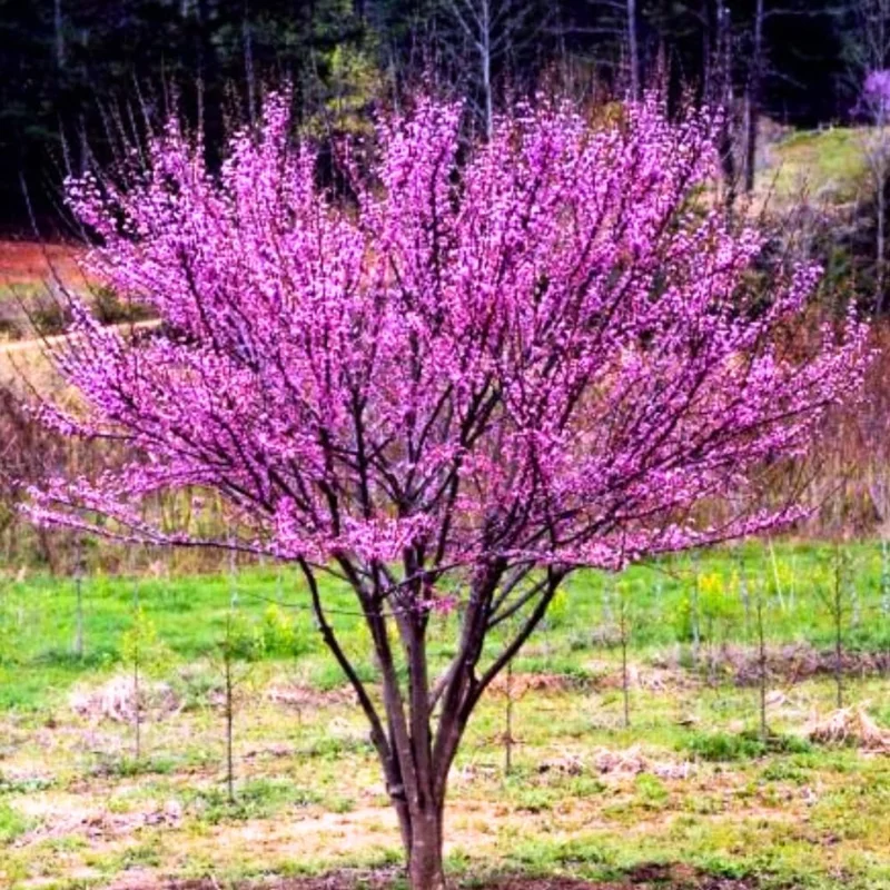 Eastern Redbud Live Trees - 10 Pack Dormant, 1-2 ft Tall, Pink Purple Flowers, Zones 4-9 - Image 7