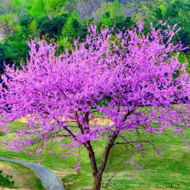 Eastern Redbud Live Trees - 10 Pack Dormant, 1-2 ft Tall, Pink Purple Flowers, Zones 4-9 - Image 8