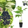 Elderberry Live Plant, 6-12" Tall Black Elderberry Bush, Hardy Perennial Outdoor - Image 1