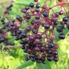 Elderberry Live Plant Cuttings - Set of 2 Black Elderberries, 8-12 Inch Tall, USDA Zones 3-9 - Image 1
