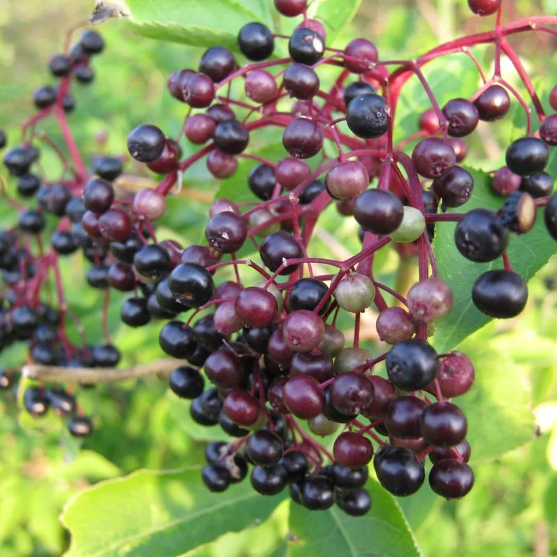 Elderberry Live Plant Cuttings - Set of 2 Black Elderberries, 8-12 Inch Tall, USDA Zones 3-9 - Image 1