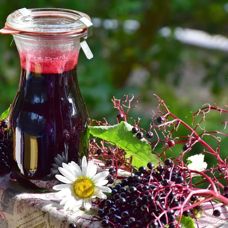 Elderberry Rooted Cuttings - Set of 4 Live Plants, 8-12 Inch Tall, Hardy Fruit Shrubs for Outdoor - Image 2