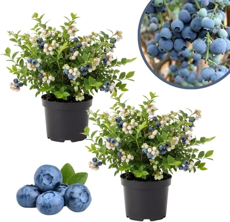 Emerald Blueberry Live Plant - 2 Pack, 4-9" Tall, Hardy Fruit Bush for Garden - Image 10