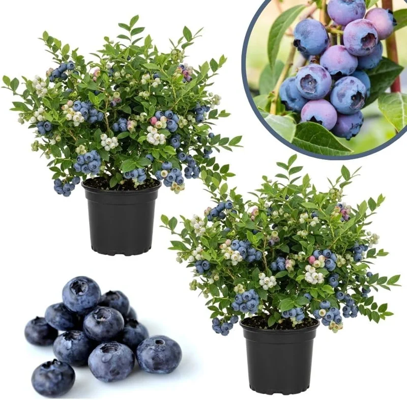 Emerald Blueberry Live Plant - 2 Pack, 4-9" Tall, Hardy Fruit Bush for Garden - Image 11