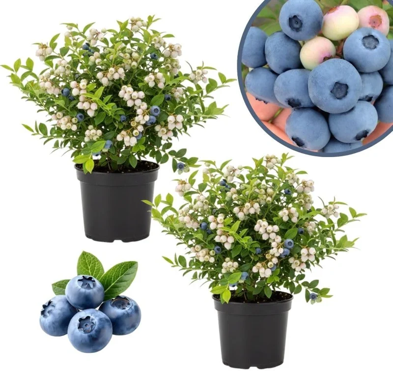 Emerald Blueberry Live Plant - 2 Pack, 4-9" Tall, Hardy Fruit Bush for Garden - Image 2