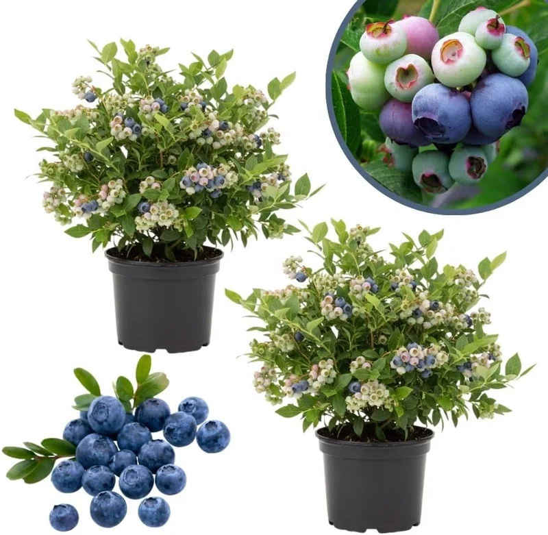 Emerald Blueberry Live Plant - 2 Pack, 4-9" Tall, Hardy Fruit Bush for Garden - Image 3