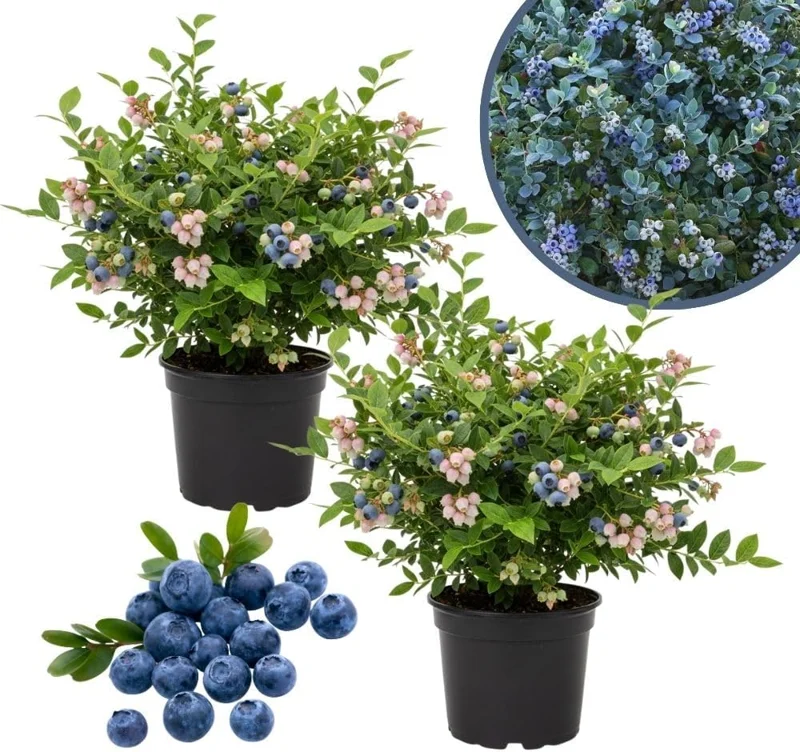Emerald Blueberry Live Plant - 2 Pack, 4-9" Tall, Hardy Fruit Bush for Garden - Image 4