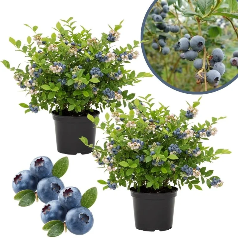 Emerald Blueberry Live Plant - 2 Pack, 4-9" Tall, Hardy Fruit Bush for Garden - Image 5