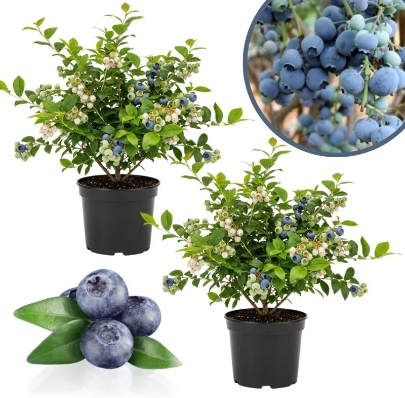 Emerald Blueberry Live Plant - 2 Pack, 4-9" Tall, Hardy Fruit Bush for Garden - Image 6