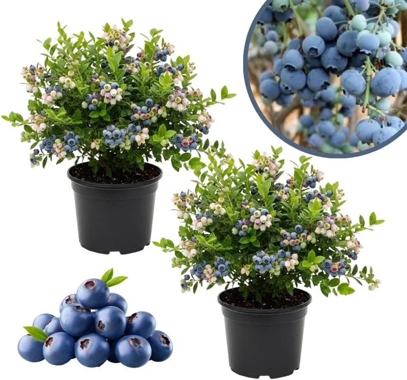 Emerald Blueberry Live Plant - 2 Pack, 4-9" Tall, Hardy Fruit Bush for Garden - Image 8