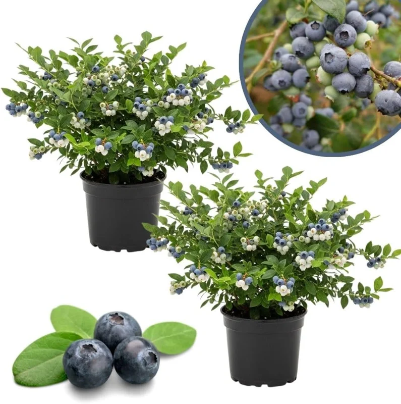 Emerald Blueberry Live Plant - 2 Pack, 4-9" Tall, Hardy Fruit Bush for Garden - Image 9