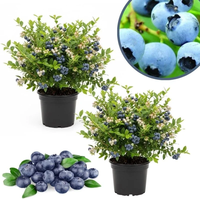 Emerald Blueberry Live Plant - 2 Pack, 4-9" Tall, Hardy Fruit Bush for Garden - Image 1