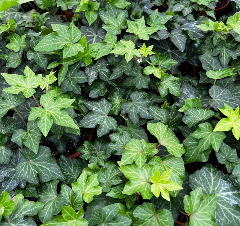 English Ivy Live Plant – Hedera helix Trailing & Climbing Houseplant – Easy Care, 4-6 inch - Image 1