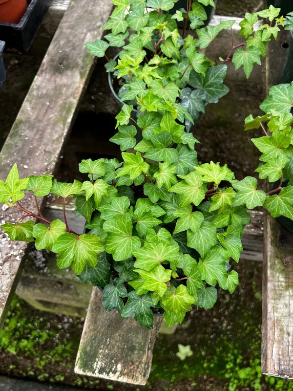 English Ivy Live Plant – Hedera helix Trailing & Climbing Houseplant – Easy Care, 4-6 inch - Image 2