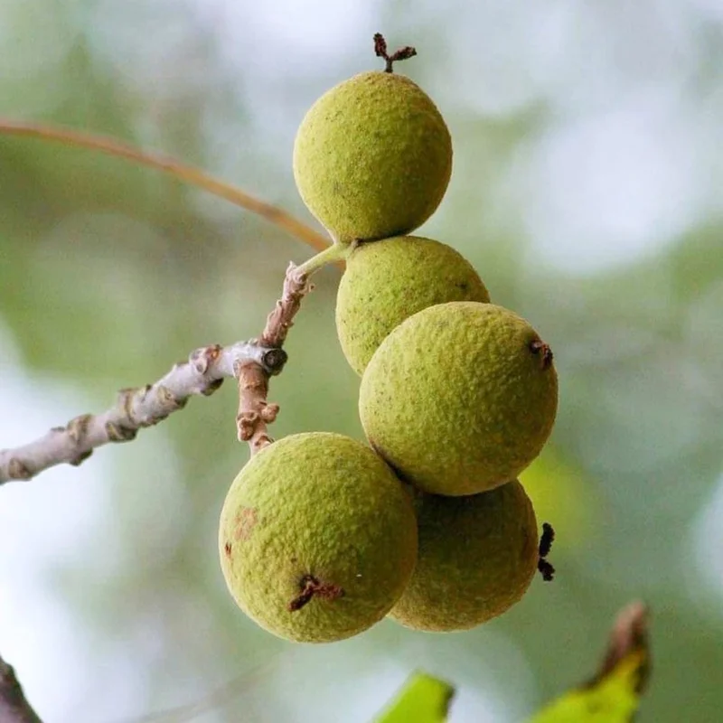 English Walnut Tree Live Plant 1-2 Feet Tall - Cold Hardy, Dormant, 1 Year Old Outdoor Nut Tree - Image 7