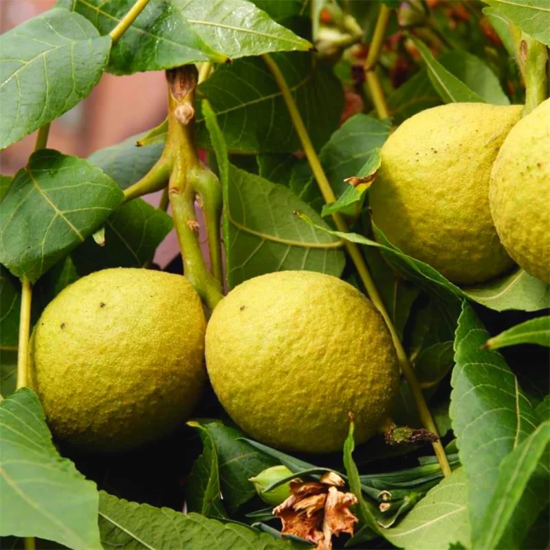 English Walnut Tree Live Plant 1-2 Feet Tall - Cold Hardy, Dormant, 1 Year Old Outdoor Nut Tree - Image 8