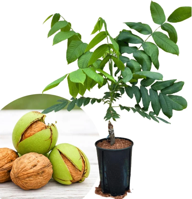 English Walnut Tree Live Plant 1-2 Feet Tall - Cold Hardy, Dormant, 1 Year Old Outdoor Nut Tree - Image 1