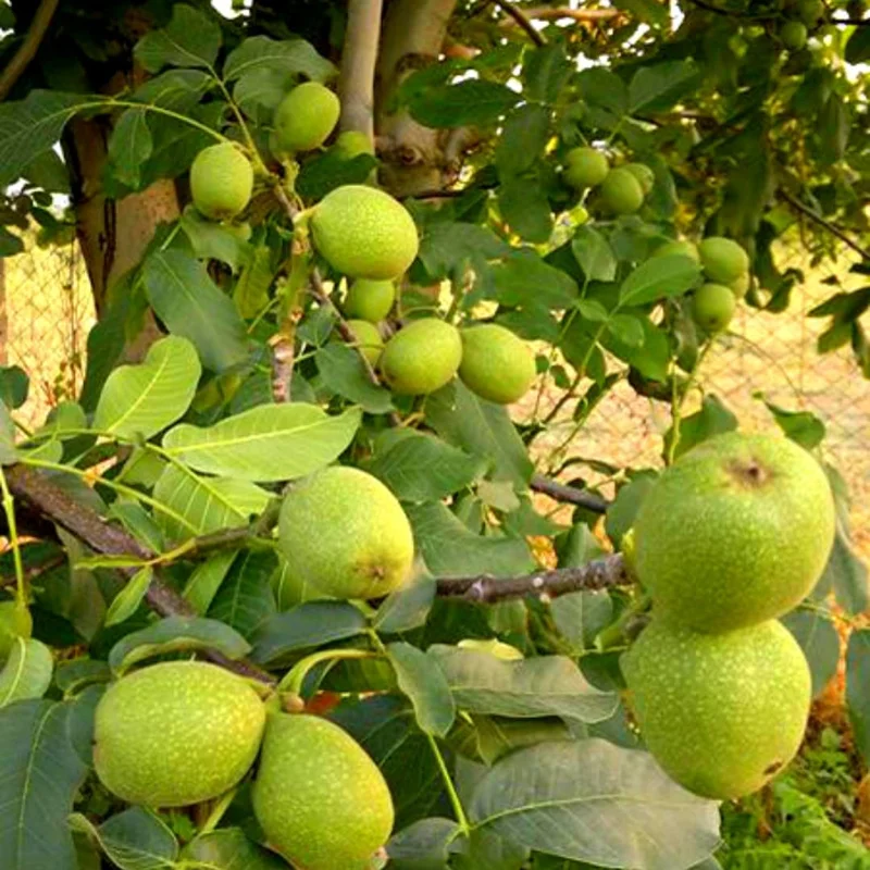 English Walnut Tree Live Plant 1-2 ft - Cold Hardy Nut Tree for Garden - Image 4