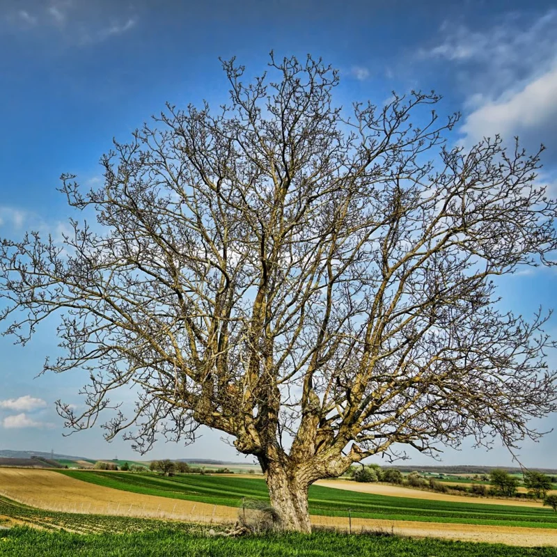 English Walnut Tree Live Plant 1-2 ft - Cold Hardy Nut Tree for Garden - Image 5