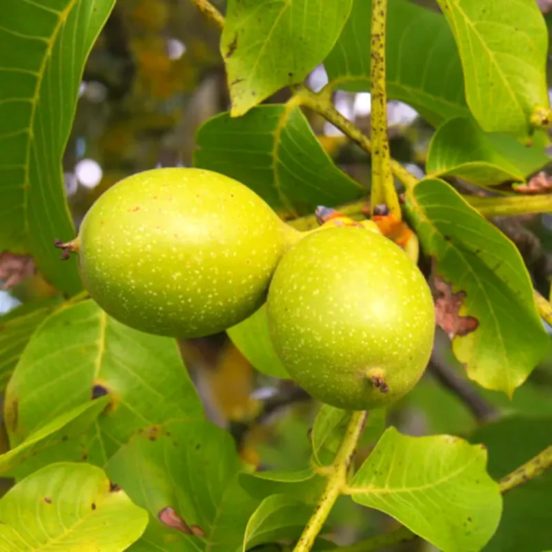 English Walnut Tree Live Plant 1-2 ft - Cold Hardy Nut Tree for Garden - Image 8