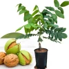 English Walnut Tree Live Plant – Cold Hardy – 1-2 Feet Tall – Bare Root – Outdoor - Image 1