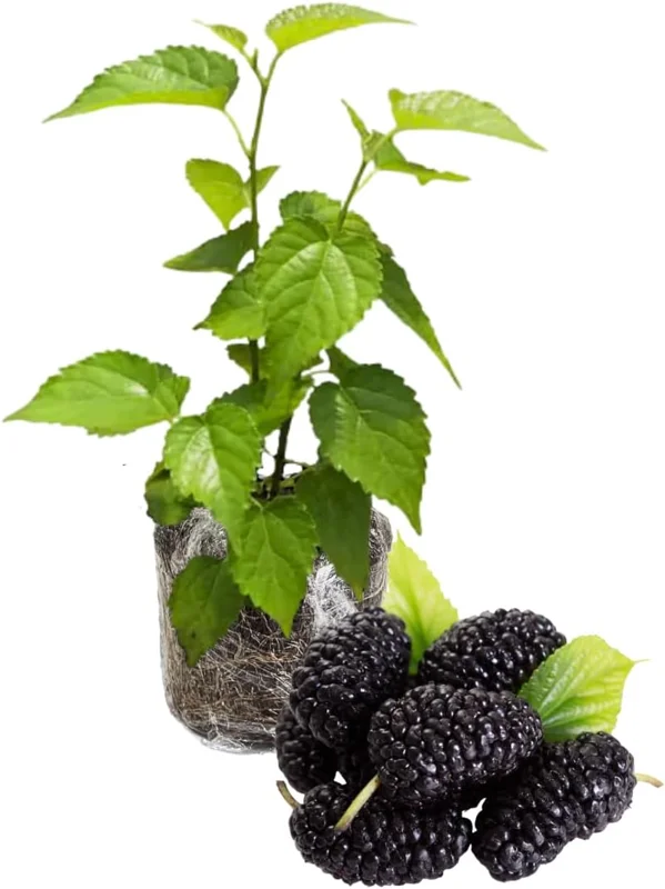 Everbearing Pakistan Mulberry Tree Live Plant 5 to 8 Inch Tall Fruit Bush Outdoor - Image 2