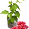 Everbearing Pakistan Mulberry Tree Live Plant 5 to 8 Inch Tall Fruit Bush Outdoor - Image 1