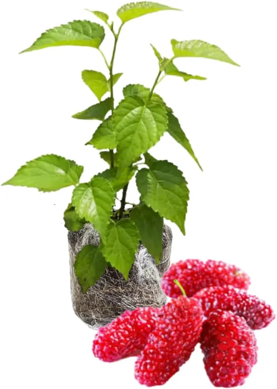 Everbearing Pakistan Mulberry Tree Live Plant 5 to 8 Inch Tall Fruit Bush Outdoor - Image 1