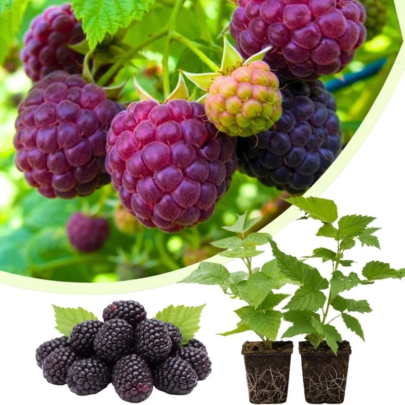 Fall Gold Raspberry Live Plants - Set of 2, 4-6 Inch Tall, Outdoor - Image 2