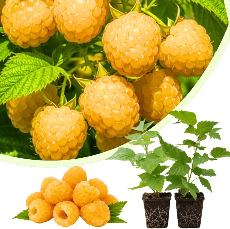Fall Gold Raspberry Live Plants - Set of 2, 4-6 Inch Tall, Outdoor - Image 1