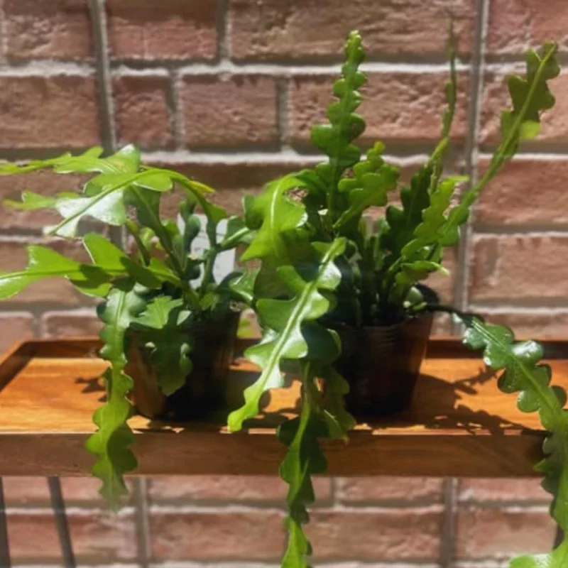 Fishbone Cactus Live Plant – Pink Epiphyllum – Houseplant, 5-8 Inches Tall - Image 2