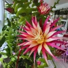 Fishbone Cactus Live Plant – Pink Epiphyllum – Houseplant, 5-8 Inches Tall - Image 1