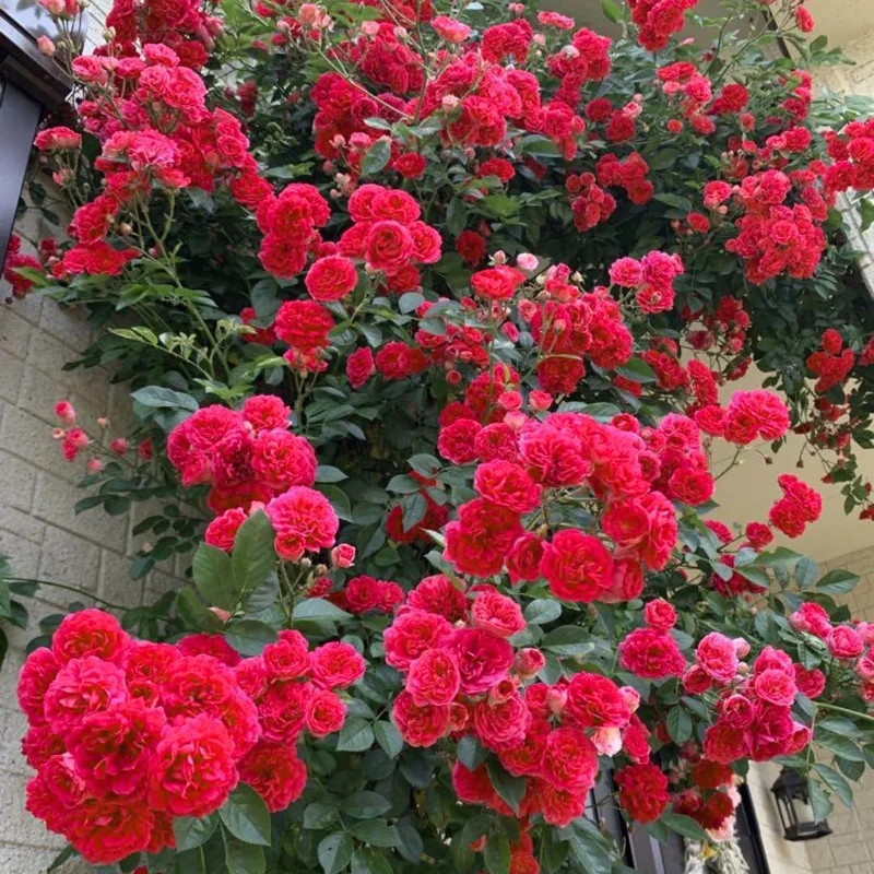 Fragrant Climbing Rose Live Plant, 5-9" Tall, Deep Red Pink, Outdoor Climber - Image 2