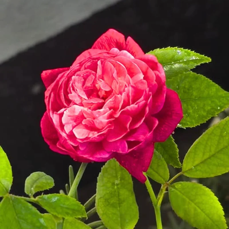 Fragrant Climbing Rose Live Plant, 5-9" Tall, Deep Red Pink, Outdoor Climber - Image 3