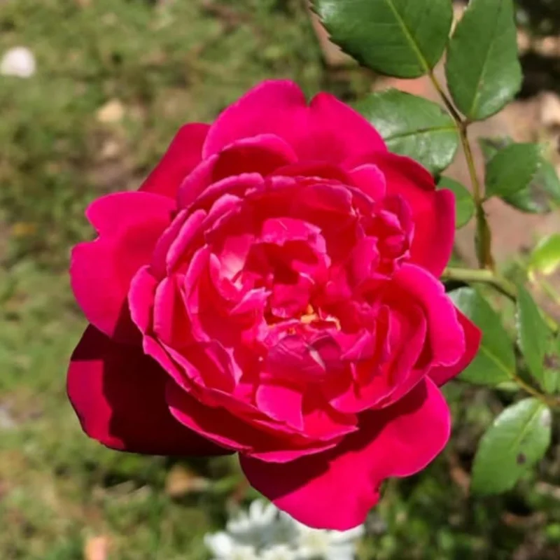 Fragrant Climbing Rose Live Plant, 5-9" Tall, Deep Red Pink, Outdoor Climber - Image 5