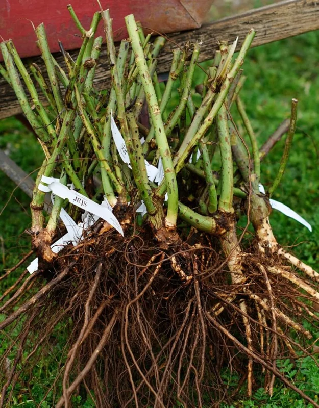 Fragrant Climbing Rose Live Plant, 5-9" Tall, Deep Red Pink, Outdoor Climber - Image 6
