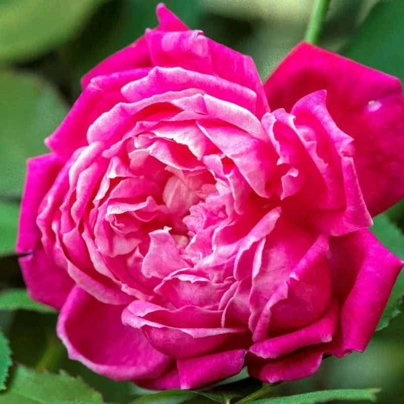 Fragrant Climbing Rose Live Plant, 5-9" Tall, Deep Red Pink, Outdoor Climber - Image 1