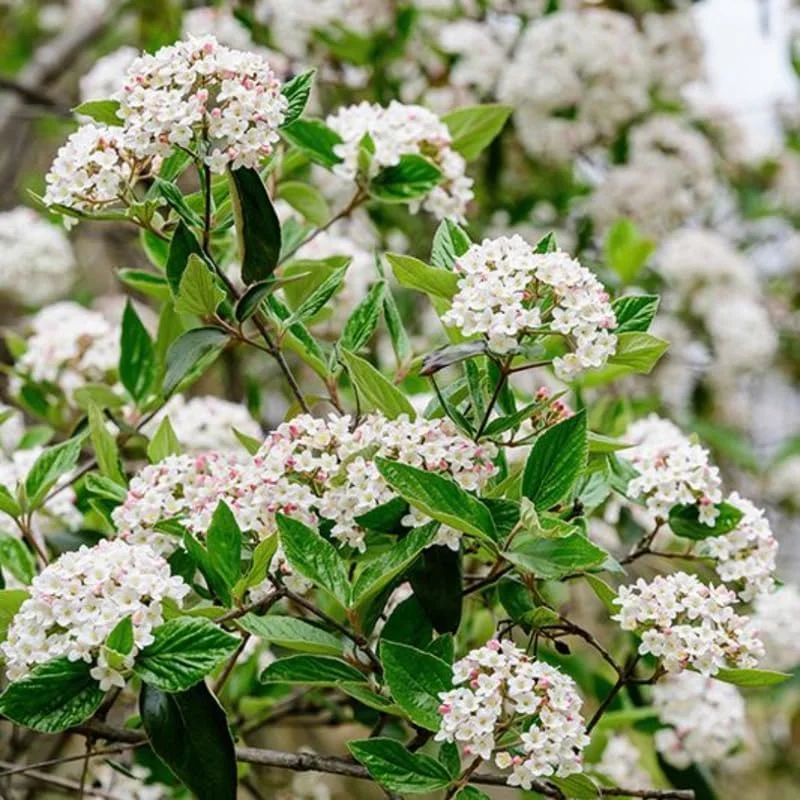 Fragrant Viburnum Live Plant Shrub, Spring Blooms, 6-12" Tall - Image 1