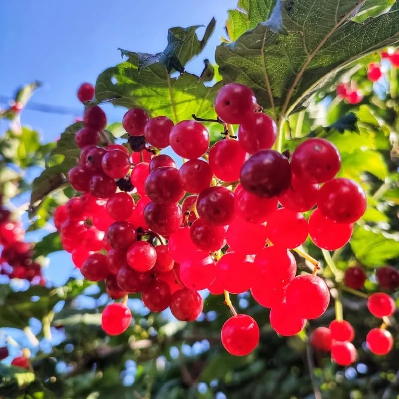 Fragrant Viburnum Live Plant Shrub, Spring Blooms, 6-12" Tall - Image 3