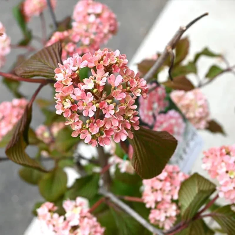 Fragrant Viburnum Live Plant Shrub, Spring Blooms, 6-12" Tall - Image 5