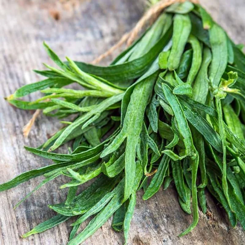 French Tarragon Live Plant 3 Pack for Culinary Gardening - 4-8 Inch Tall - Image 1