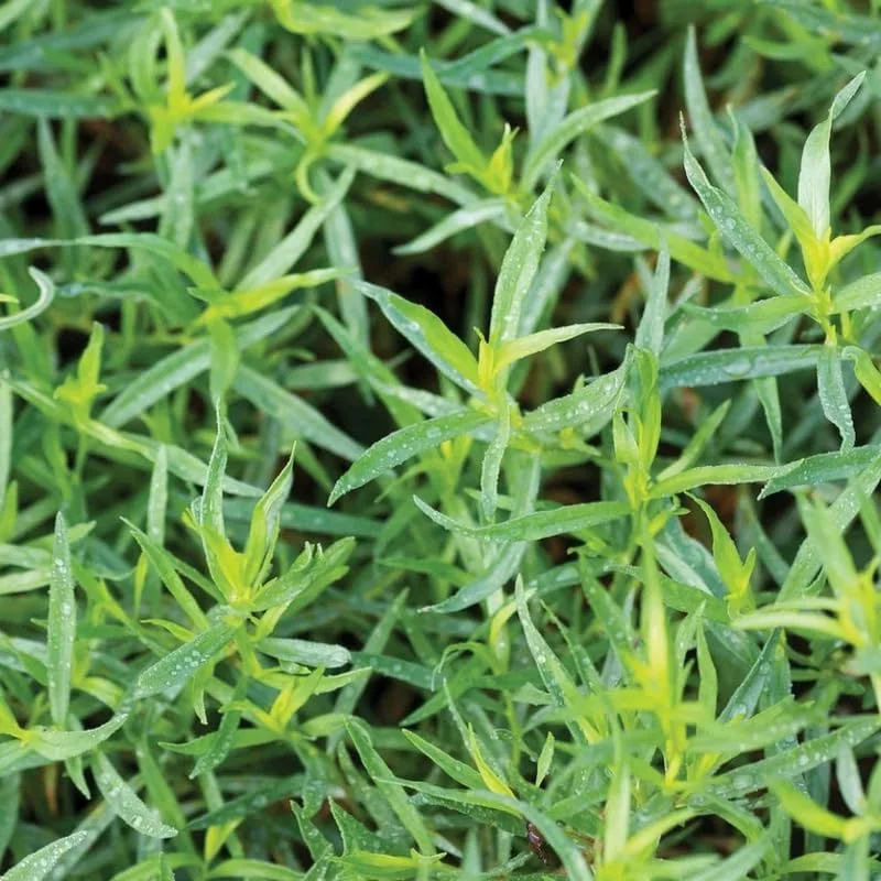 French Tarragon Live Plant 3 Pack for Culinary Gardening - 4-8 Inch Tall - Image 2