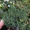 French Thyme Live Plant – 4-6 inch Tall Herb – Hardy Zones 4-9 – Culinary & Ornamental - Image 1